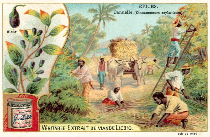 Fahéj (chromolitho) alkotó: European School