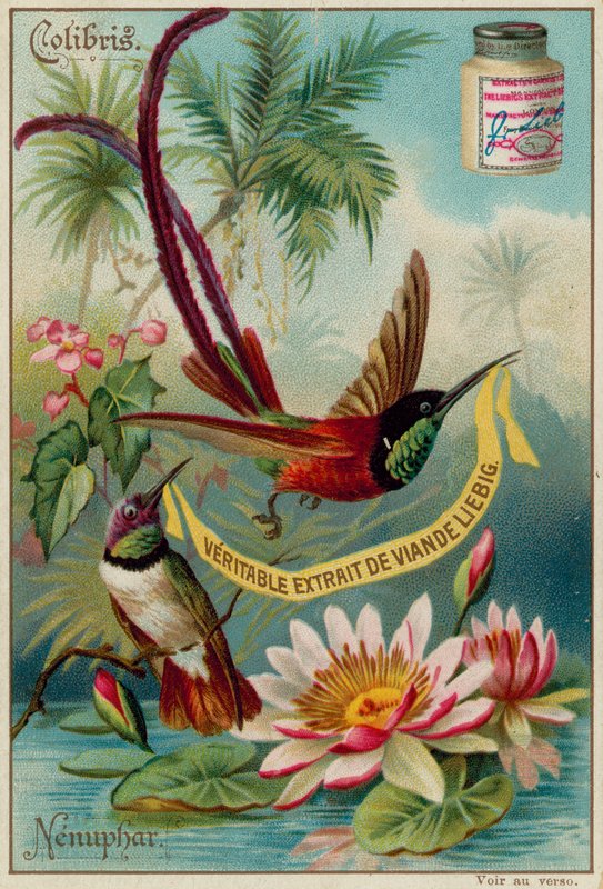 Colibris és Nenuphar alkotó: European School