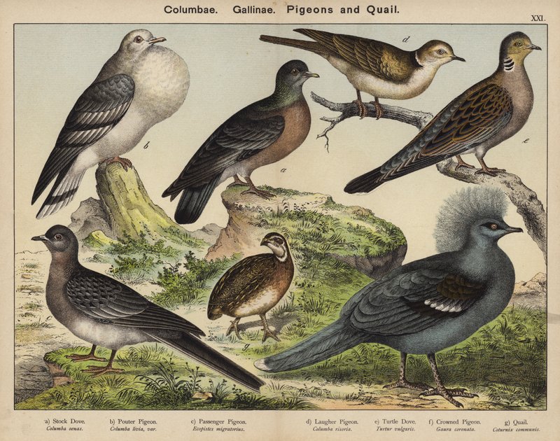 Columbae, Gallinae, Galambok és fürjek (színes litográfia) alkotó: European School