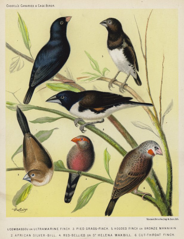Combassou vagy Ultramarin pinty, Pied Grass-Finch, Hooded Finch vagy Bronze Mannikin, African Silver-Bill, Red-Bellied vagy St Helena Waxbill, Cut-Throat Finch (színes litográfia). alkotó: European School