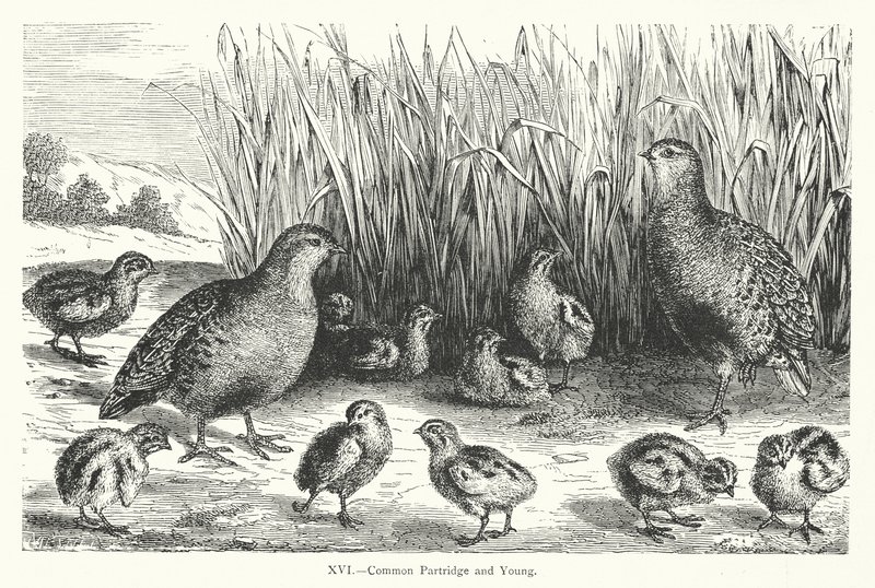Common Partridge and Young (metszet) alkotó: European School