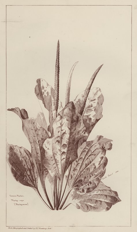 Közönséges útifű (litho) alkotó: European School