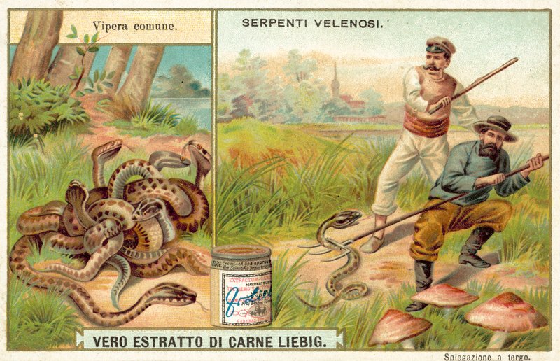 Közönséges összeadó (chromolitho) alkotó: European School