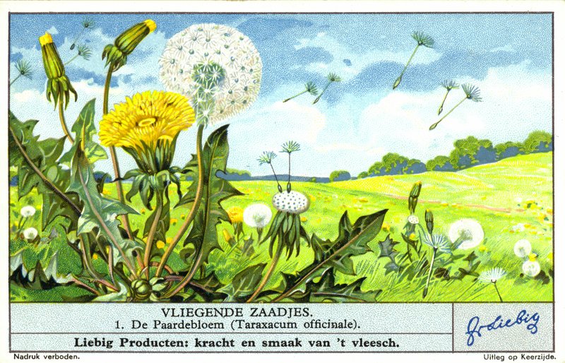 Pitypang (Taraxacum officinale) (chromolitho) alkotó: European School