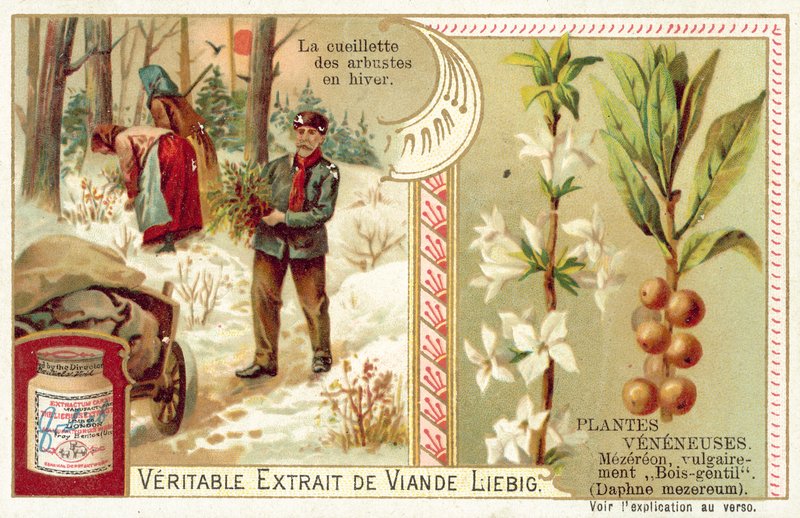 Daphne mezereum (chromolitho) alkotó: European School