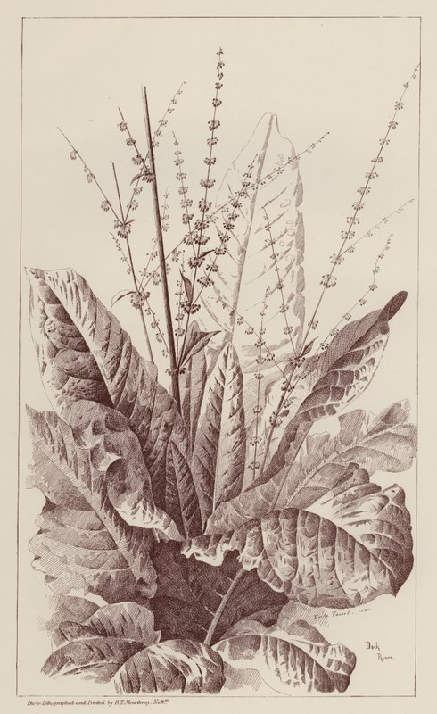 Kikötő, Rumex (litho) alkotó: European School