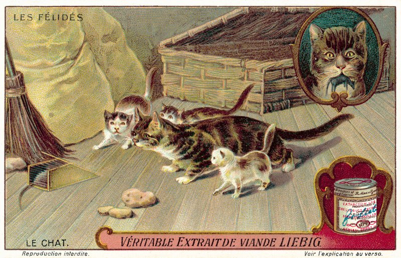 Házimacska (chromolitho) alkotó: European School