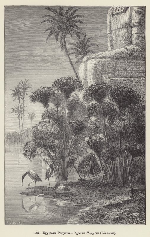 Egyiptomi papirusz, Cyperus Papyrus, Linné (metszet) alkotó: European School