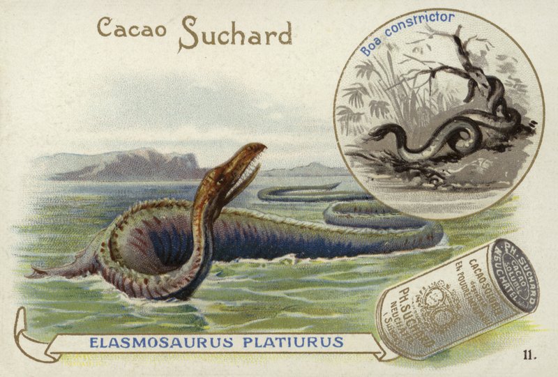 Elasmosaurus és boa constrictor alkotó: European School