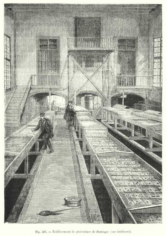 Huningue halgazdaság, belső nézet. (metszés) alkotó: European School
