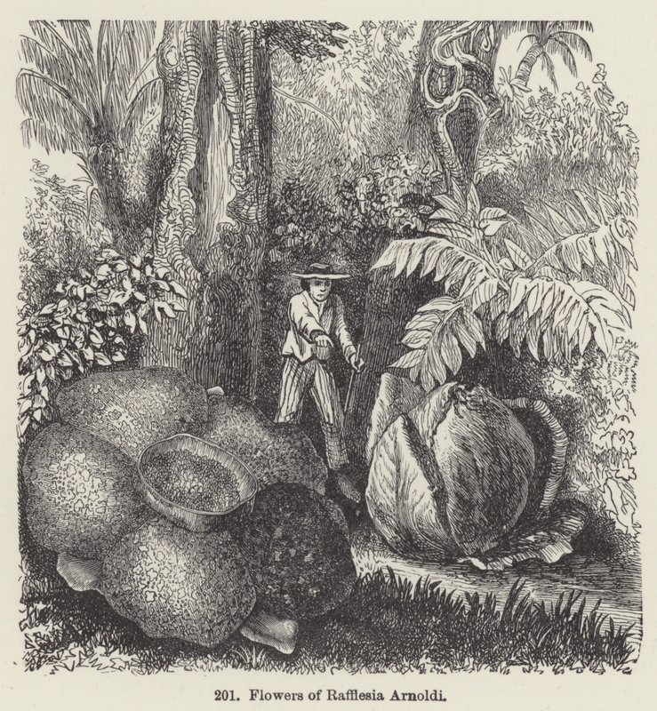 Rafflesia Arnoldi virágai (metszet) alkotó: European School