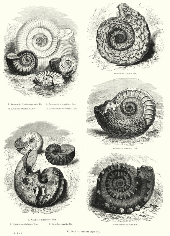 Ammonites és nautilus kövületei (litho) alkotó: European School
