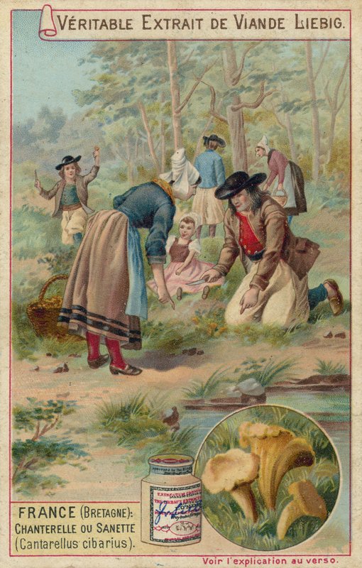 Franciaország (Bretagne): rókagomba (Cantarellus cibarius) alkotó: European School