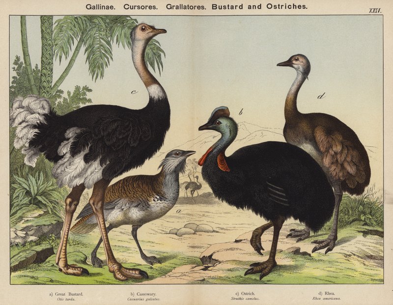 Barn Runners, Grallators, Túzok és struccok (színes litho) alkotó: European School