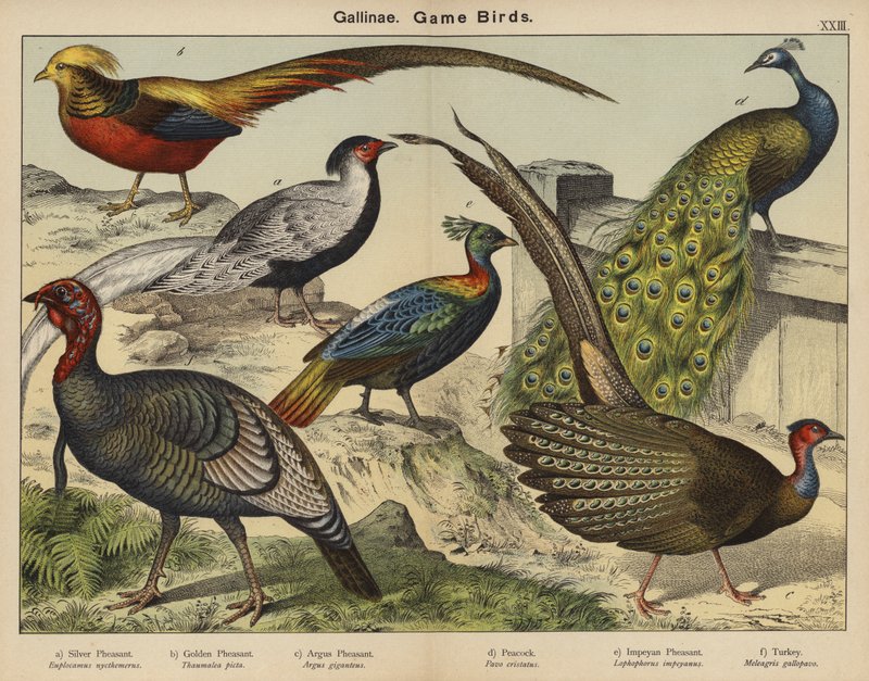 Gallinae, Vadmadarak (színes litográfia) alkotó: European School