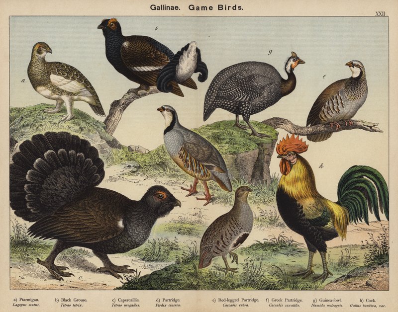 Gallinae, Vadmadarak alkotó: European School