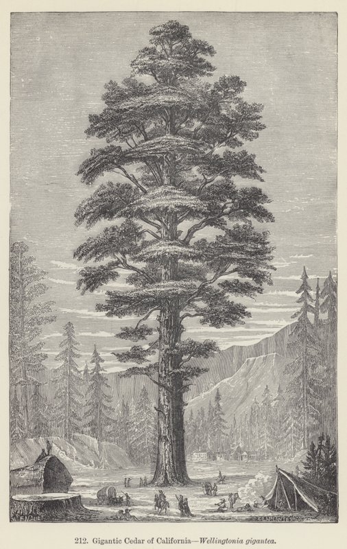 Gigantikus kaliforniai cédrus, Wellingtonia gigantea (metszet) alkotó: European School