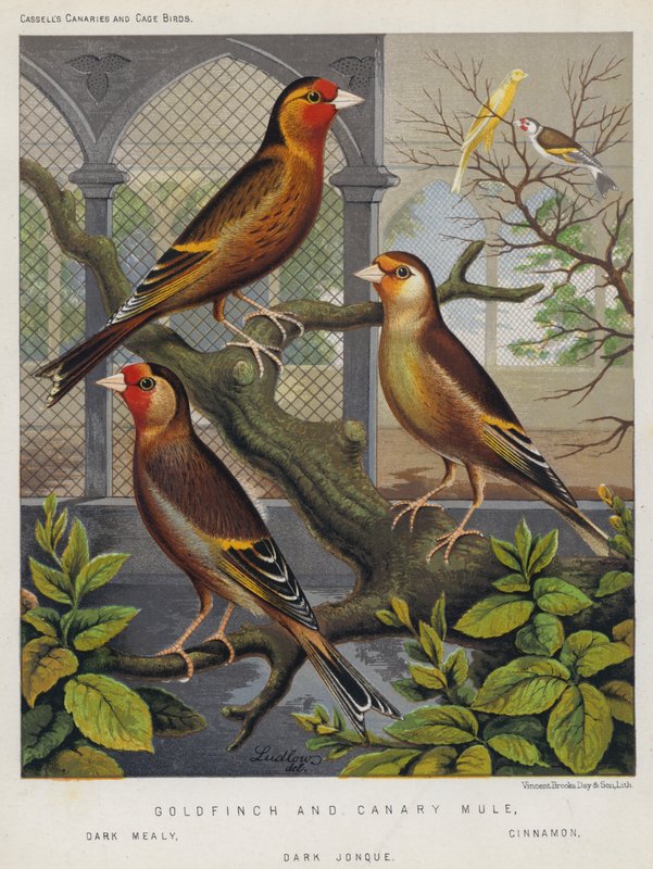 Goldfinch és Canary Mule, Dark Mealy, Cinnamon, Dark Jonque (színes litográfia) alkotó: European School
