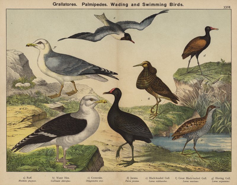 Grallatores, Palmipedes, bolyongó és úszó madarak (színes litográfia) alkotó: European School