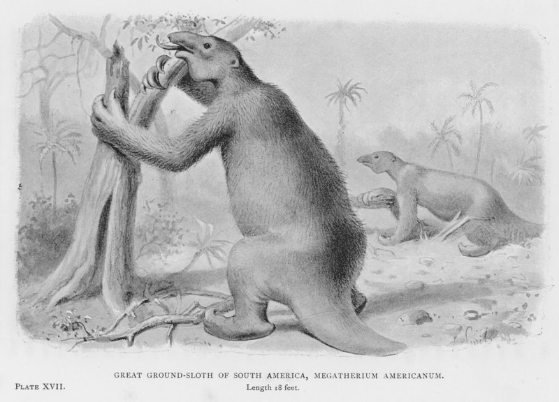Dél-Amerika nagy lajhára, Megatherium Americanum (litho) alkotó: European School