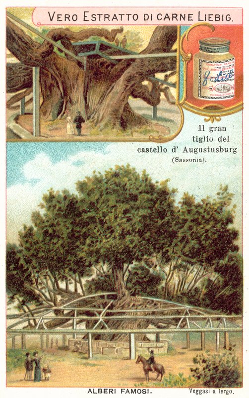 Nagy hársfa az Augustusburg Vadászház területén, Szászország, Németország (chromolitho) alkotó: European School