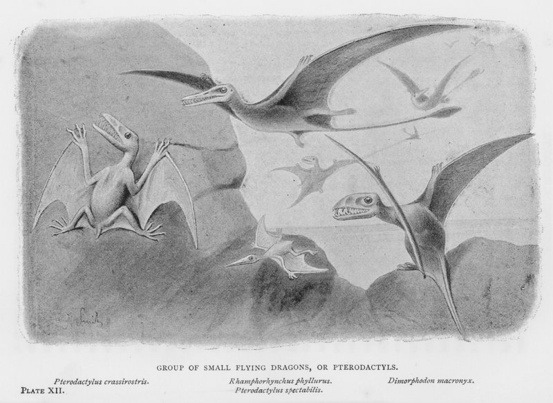 Kis repülő sárkányok vagy pterodaktilok csoportja (litho) alkotó: European School