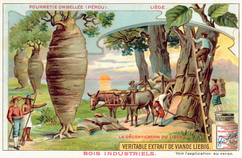Kéreg betakarítása a fákról Peruban (chromolitho) alkotó: European School