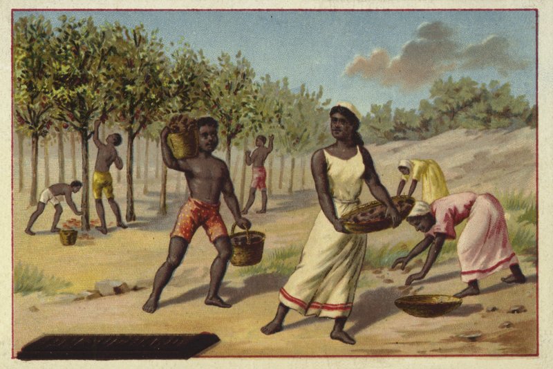 Kakaó betakarítása, Afrika alkotó: European School