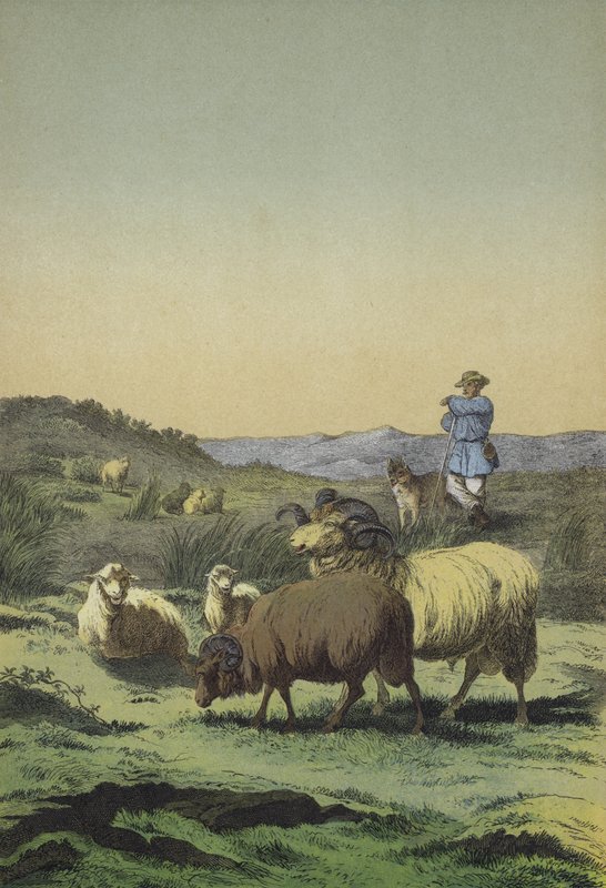 Közép-Európa pápa: juhászkutya és juhászkutya mórvidéki és merinói juhokkal (színes litho) alkotó: European School