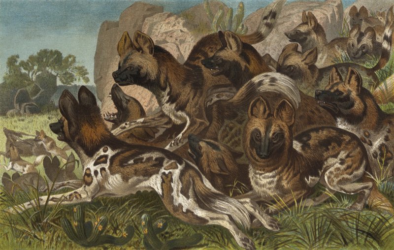 Hianenhund alkotó: European School