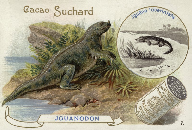Iguanodon és Iguana Tuberculata alkotó: European School