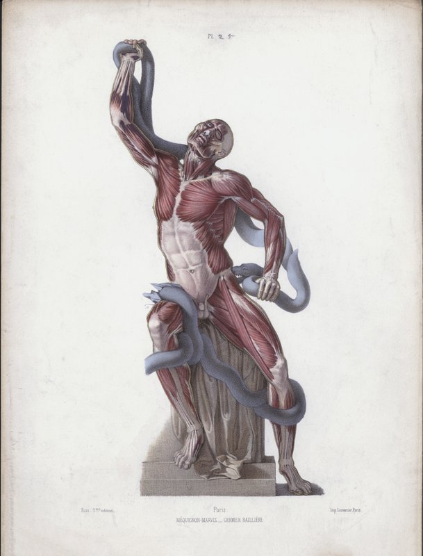 Illusztráció Az ember külső formáinak anatómiájához: Laocoon (színes litó) alkotó: European School