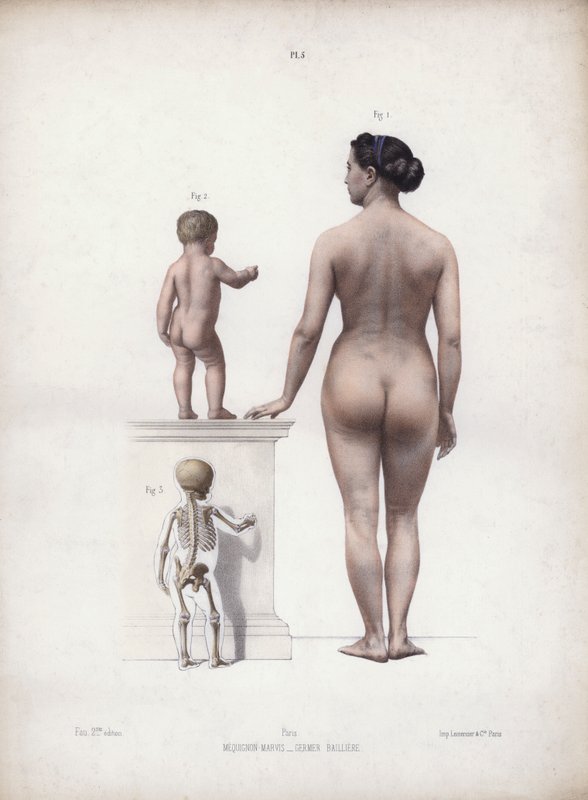 Illusztráció Az ember külső formáinak anatómiájához: Nő és gyermek áll, hátulnézet (színes litográfia) alkotó: European School