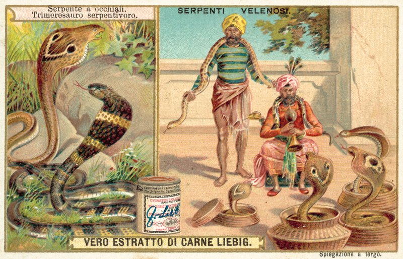 Indiai kobra és gödörvipera (chromolitho) alkotó: European School