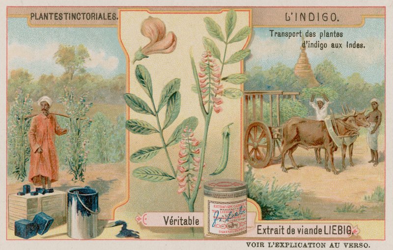 Indigó és szállítása Indiából alkotó: European School