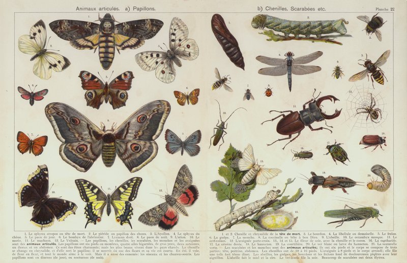 Rovarok és más gerinctelenek (chromolitho) alkotó: European School