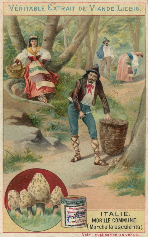 Olaszország: közönséges réce (Morchella esculenta) alkotó: European School