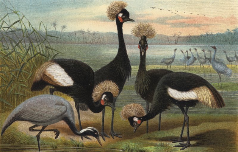 Maidens és Peacock Crane alkotó: European School