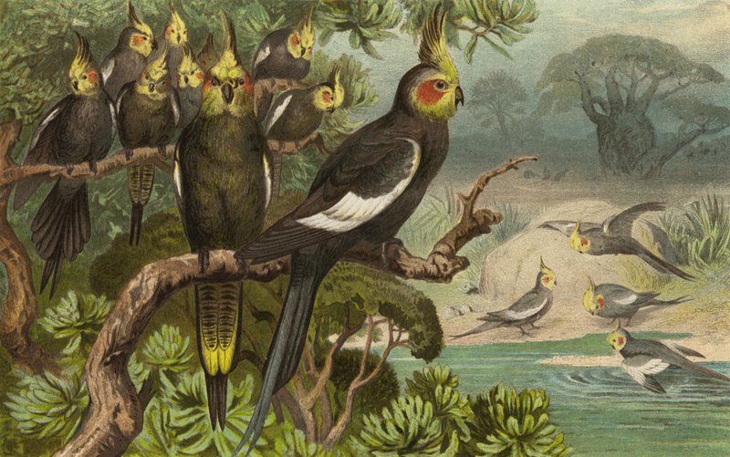 Keilschwanz-Kakadu, Corella alkotó: European School