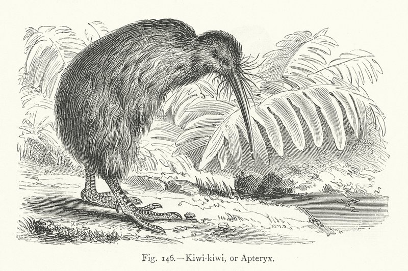 Kiwi-kiwi vagy Apteryx (metszet) alkotó: European School