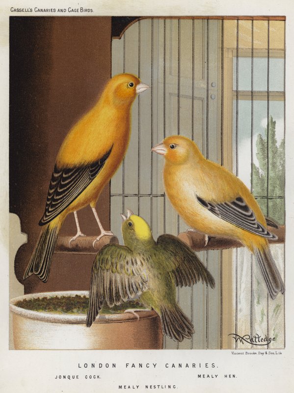 London Fancy Canaries, Jonque Cock, Mealy Hen, Mealy Nestling (színes litho) alkotó: European School