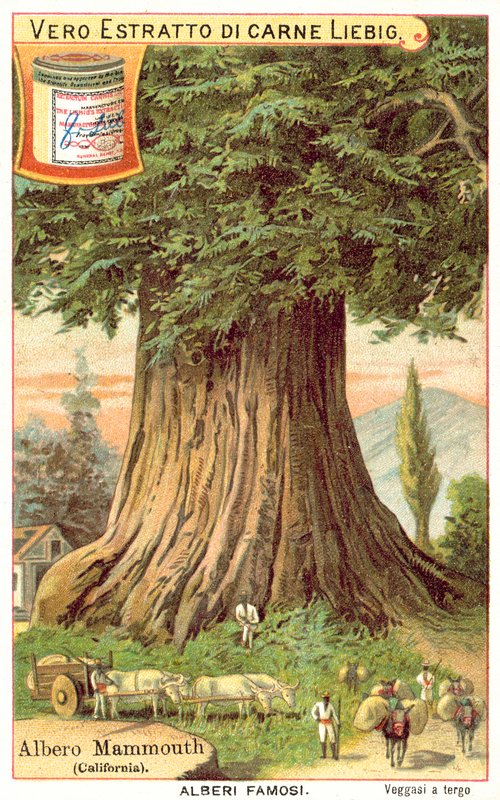 Mamutfa, Kalifornia (chromolitho) alkotó: European School