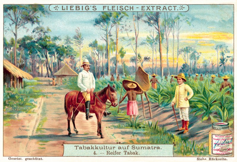 Érett dohánynövények (chromolitho) alkotó: European School
