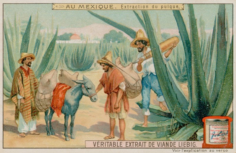 Mexikói Pulque-kivonás egy kaktuszból alkotó: European School