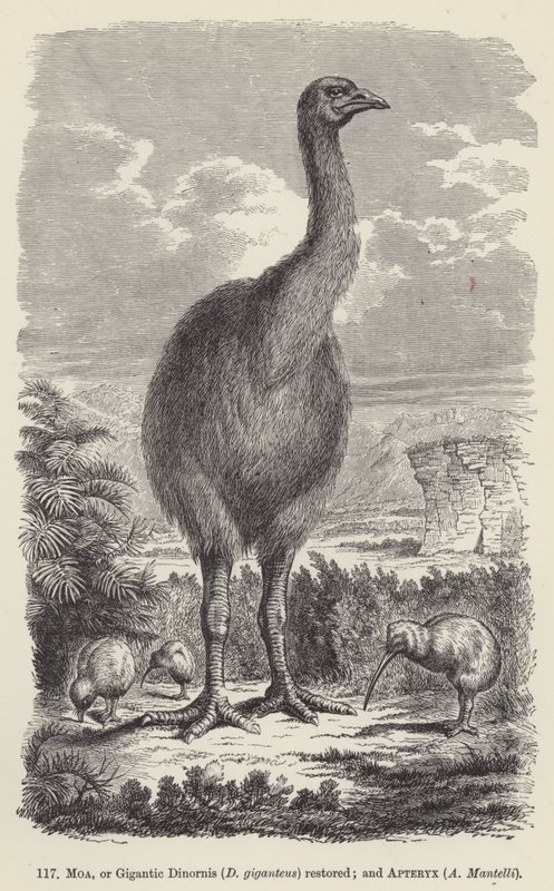 Moa, vagy Gigantic Dinornis (D giganteus) restaurálva; és Apteryx, A Mantelli (metszet) alkotó: European School