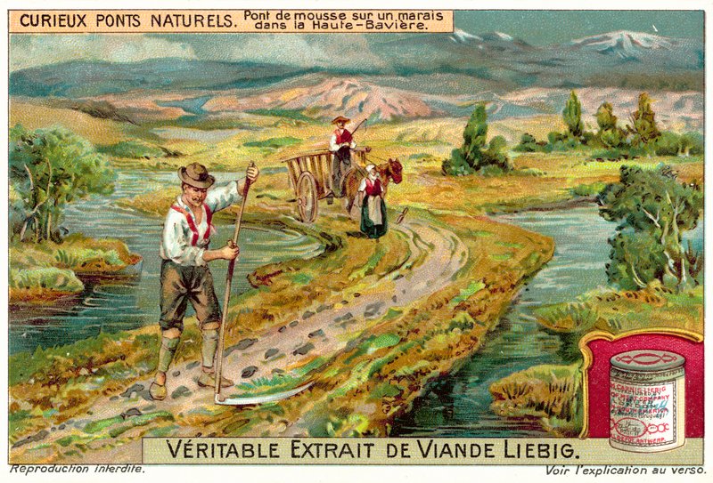 Mohahíd egy lápban Felső-Bajorországban (chromolitho) alkotó: European School