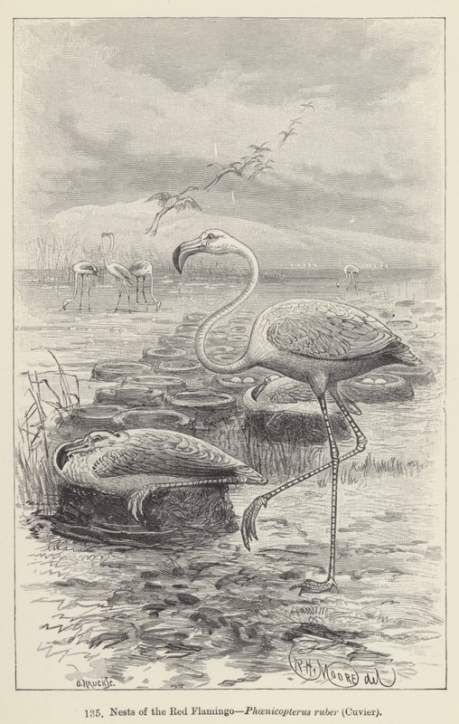 Vörös flamingó, Phoenicopterus ruber, Cuvier fészkei (metszet) alkotó: European School