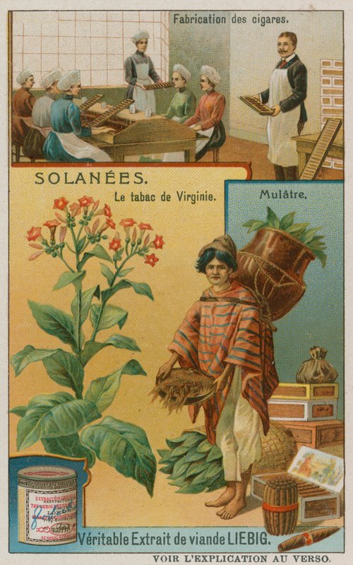 Nicotiana vagy dohány alkotó: European School
