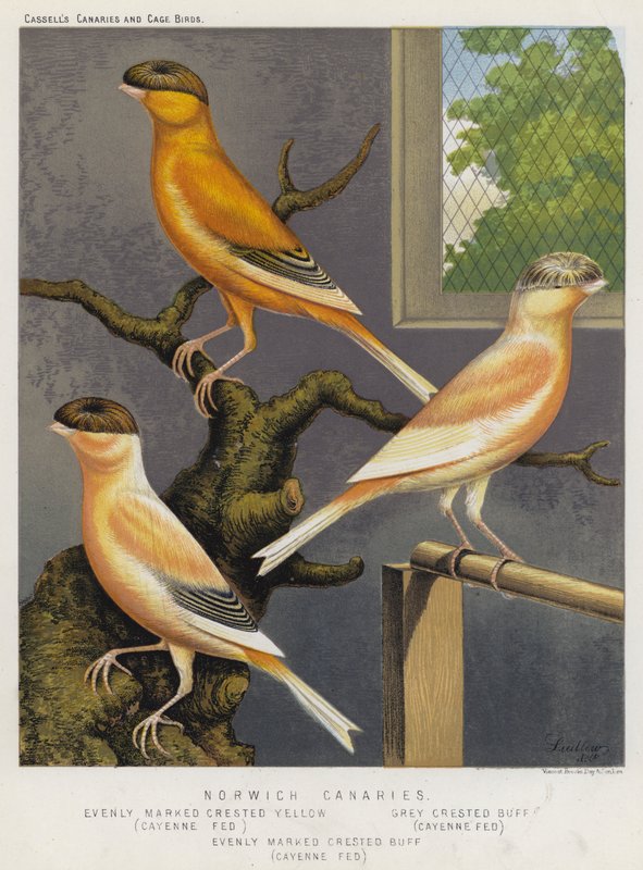 Norwich Kanárik, Egyenletesen jelölt tarajos sárga, Cayenne Fed, Gray Crested Buff, Cayenne Fed, Egyenletesen jelölésű Crested Buff, Cayenne Fed (színes litho) alkotó: European School