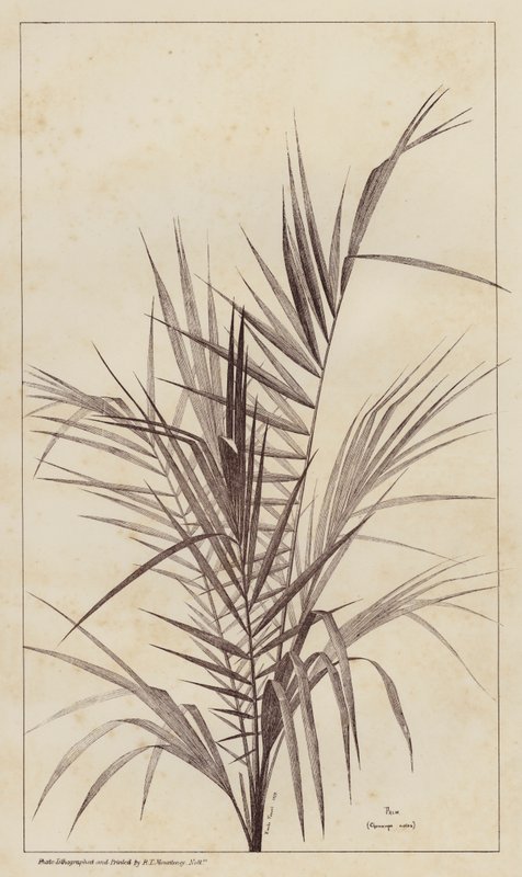 Pálma, Chamaerops Exelsa (litho) alkotó: European School